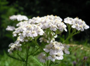 Achillée Millefeuille bio - Godet