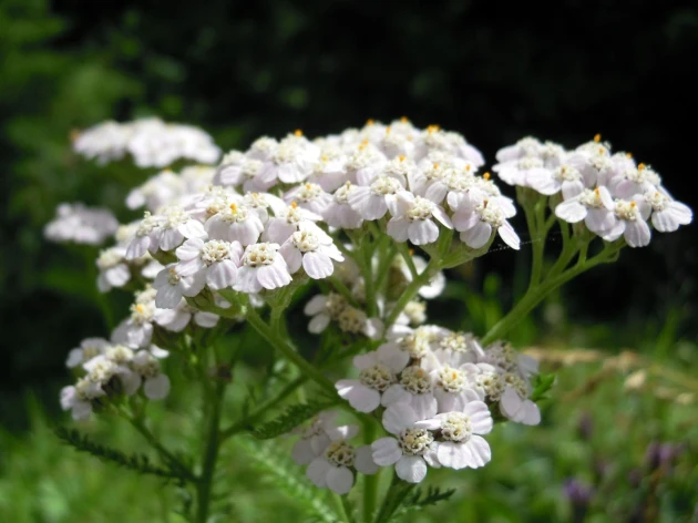 Achillée Millefeuille bio - Godet