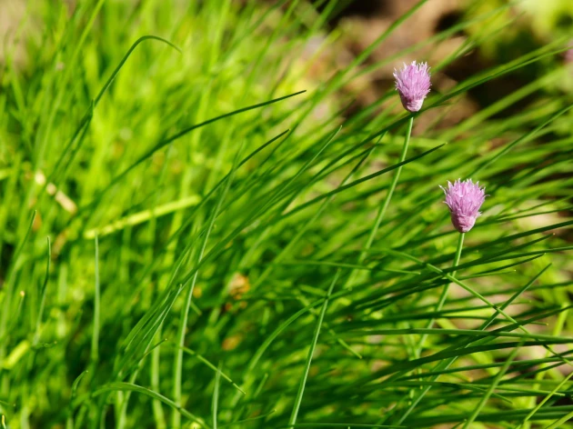 Ciboulette bio - Godet