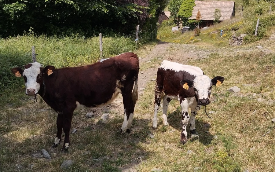 Ferme Auberge du Hilsen