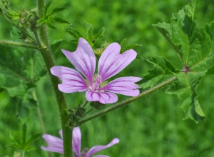 Mauve bleue bio - Godet