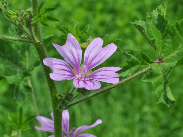 Mauve bleue bio - Godet