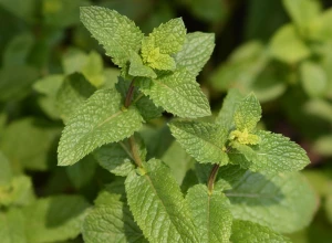 Menthe marocaine bio - Godet