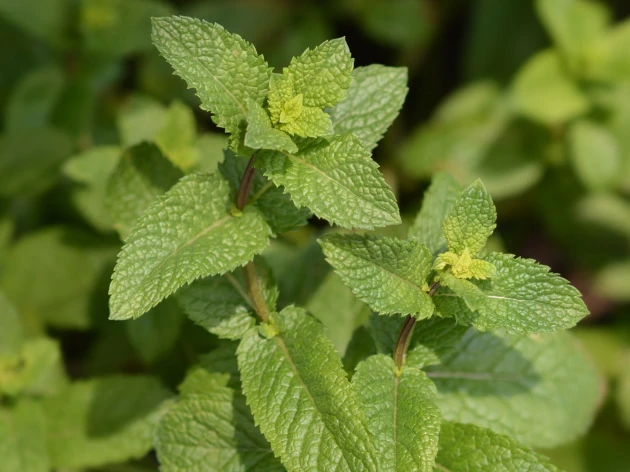 Menthe marocaine bio - Godet