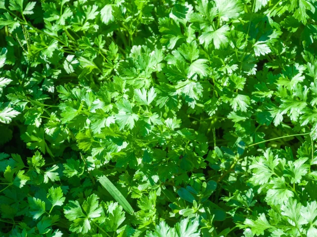 Persil plat bio - Godet