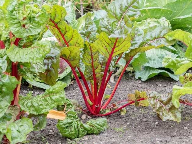 Rhubarbe bio - Godet