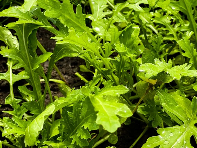 Roquette vivace bio - Godet