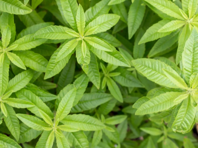 Verveine bio - Godet