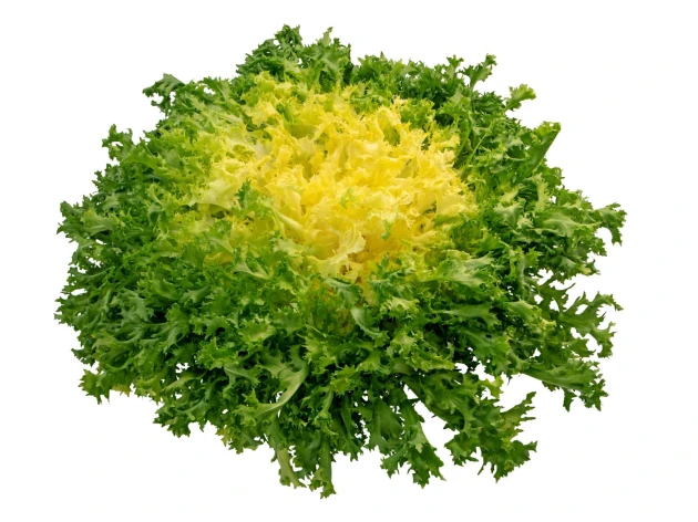 Salade multifeuille frisée verte bio - Pièce