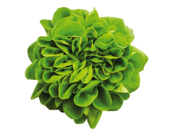 Salade multifeuille plate verte bio - Pièce