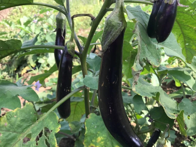 Aubergine longue violette de Barbentane bio - Plant