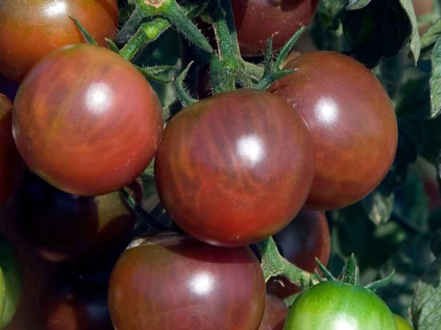 Tomate cerise 