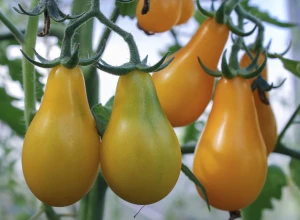 Tomate cerise 