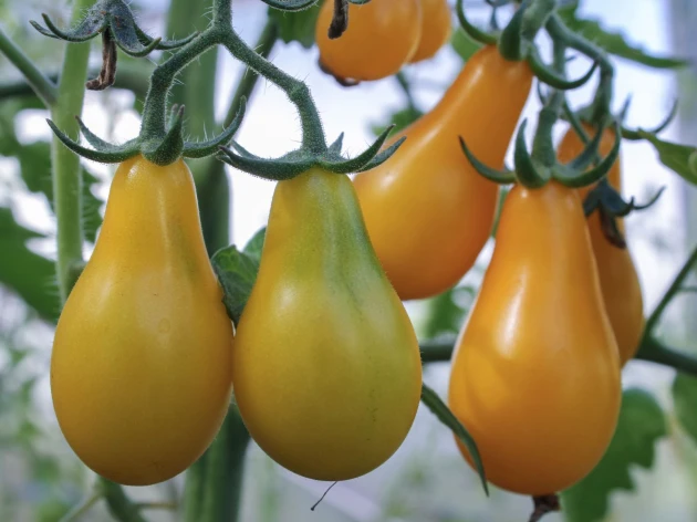 Tomate cerise 