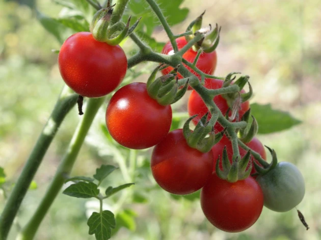 Tomate 