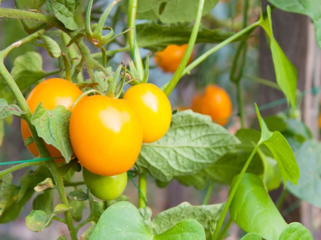Tomate 