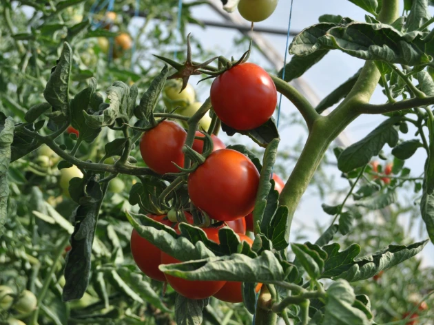 Tomate 