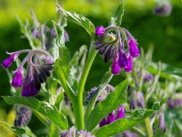 Consoude bio - Plant