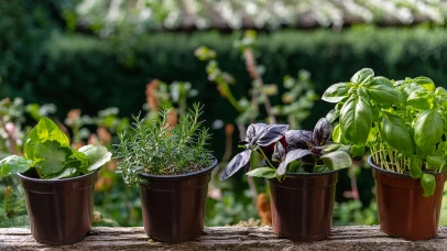 Faites germer vos envies avec les plants potagers bio et locaux !