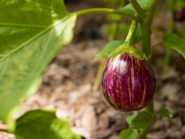 Aubergine 