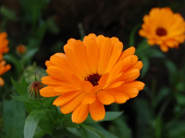 Souci calendula bio - Plant