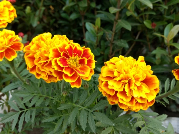 Oeillet d'Inde nain bio - Plant