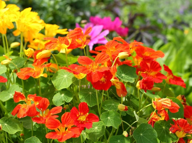 Capucine bio - Plant