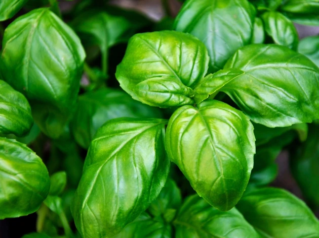 Basilic grand vert bio - Godet