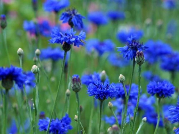 Bleuet bio - Godet