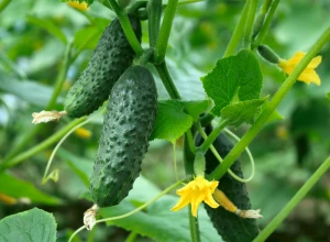 Cornichon bio - Godet