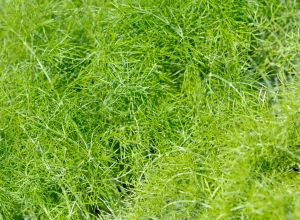Fenouil vivace bio - Godet
