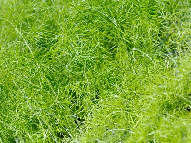 Fenouil vivace bio - Godet