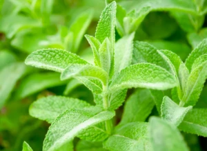 Menthe citronnée bio - Godet
