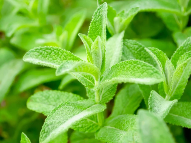 Menthe citronnée bio - Godet