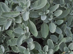 Sauge bio - Godet
