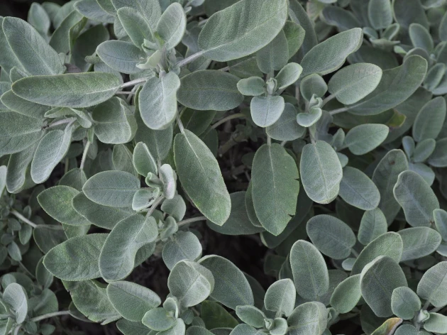 Sauge bio - Godet