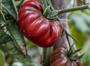Tomate 