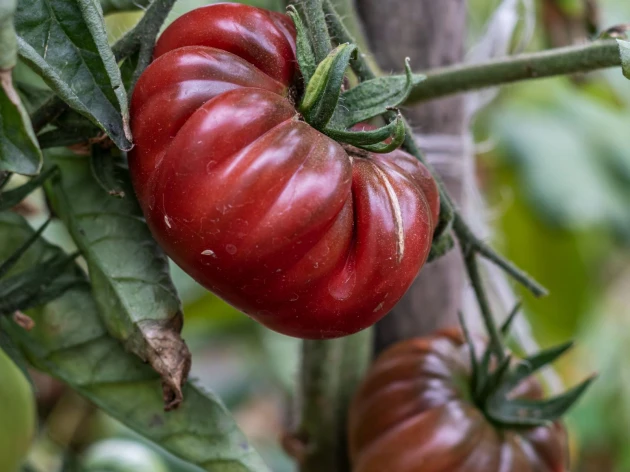 Tomate 