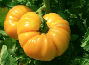 Tomate 