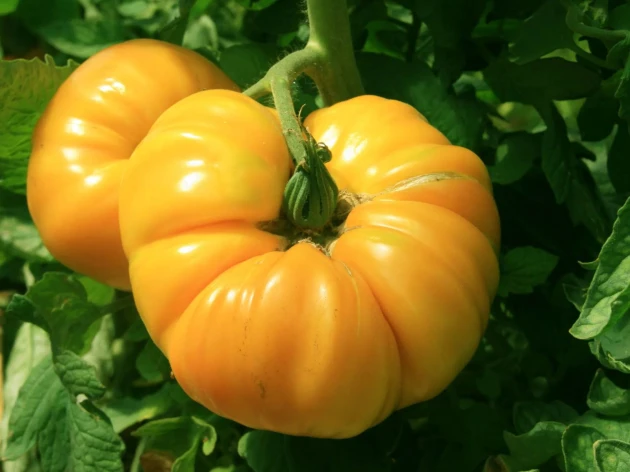 Tomate 