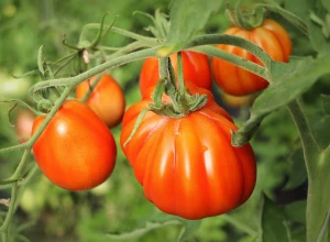 Tomate 