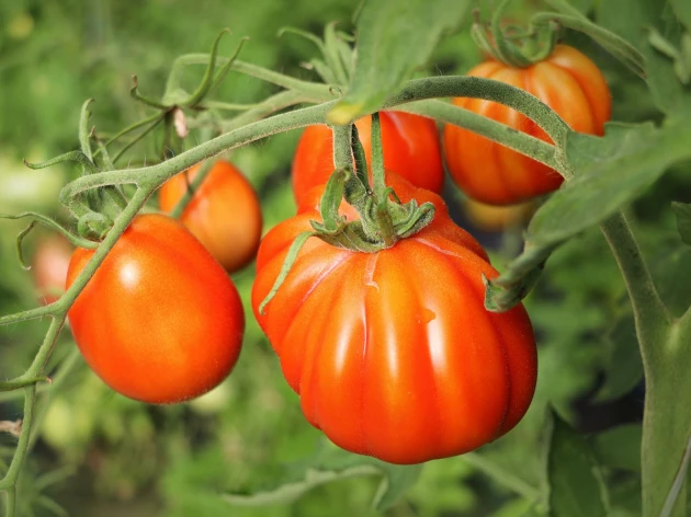 Tomate 