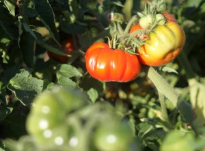 Tomate 