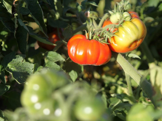 Tomate 