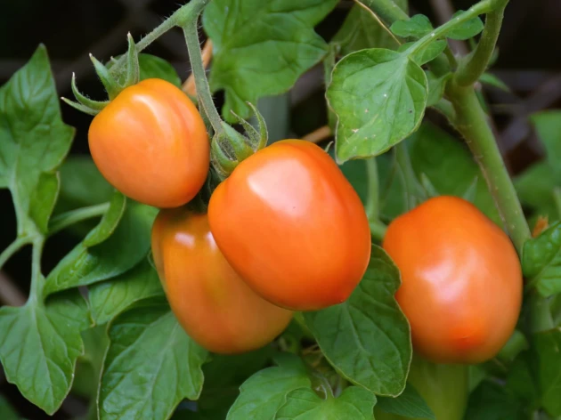 Tomate 