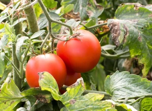 Tomate 