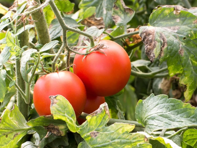 Tomate 