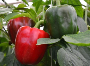 Poivron rouge bio - Plant