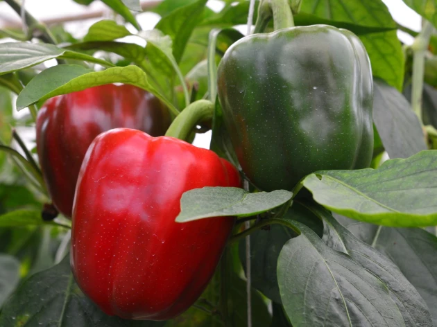 Poivron rouge bio - Plant