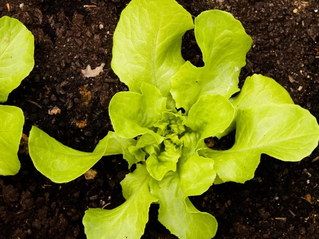 Batavia verte & rouge bio - 6 plants